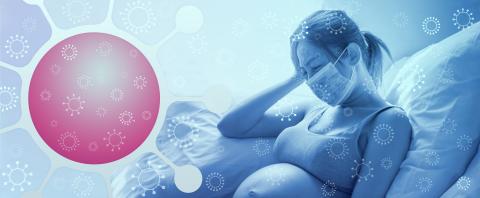 Le transfert des anticorps spécifiques du SRAS-CoV-2 à travers le placenta semble compromis au 3è trimestre de grossesse (Visuel Adobe 328466433) Le transfert des anticorps spécifiques du SRAS-CoV-2 à travers le placenta semble compromis au 3è trimestre de grossesse (Visuel Adobe 328466433)