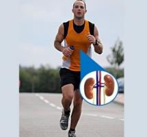 Durant un marathon, les pertes de liquide et de sel (sueur) peuvent entraîner une lésion rénale. Durant un marathon, les pertes de liquide et de sel (sueur) peuvent entraîner une lésion rénale.