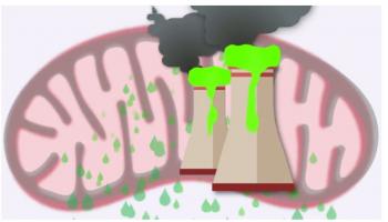 Après 48 heures, les mitochondries accusent toujours une fuite d'oxygène réactif Après 48 heures, les mitochondries accusent toujours une fuite d'oxygène réactif