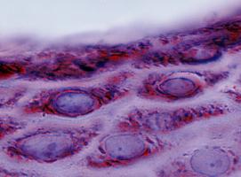 Les cellules se déplacent et les conséquences de leurs mouvements ont des implications cruciales pour notre santé (Visuel Adobe Stock 157180144) Les cellules se déplacent et les conséquences de leurs mouvements ont des implications cruciales pour notre santé (Visuel Adobe Stock 157180144)