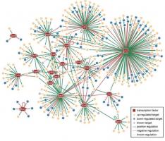 Décrypter le mécanisme régulateur de la « supervirulence » de certaines souches de Pseudomonas aeruginosa, c'est identifier de nouvelles cibles pour de nouveaux antibiotiques Décrypter le mécanisme régulateur de la « supervirulence » de certaines souches de Pseudomonas aeruginosa, c'est identifier de nouvelles cibles pour de nouveaux antibiotiques.