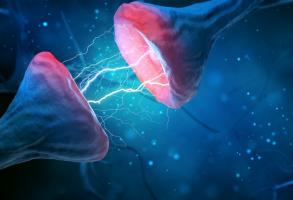 L'étude cherche à comprendre les mécanismes cellulaires par lesquels cette molécule, « CaAKG » améliore la plasticité synaptique, protège la mémoire et ralentit le vieillissement cérébral (Visuel Adobe Stock 287514101) L'étude cherche à comprendre les mécanismes cellulaires par lesquels cette molécule, « CaAKG » améliore la plasticité synaptique, protège la mémoire et ralentit le vieillissement cérébral (Visuel Adobe Stock 287514101)