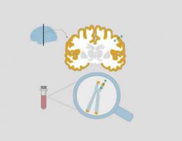 La longueur des télomères est un marqueur de vieillissement cellulaire, les rallonger nous fera-t-il vivre plus longtemps ? La longueur des télomères est un marqueur de vieillissement cellulaire, les rallonger nous fera-t-il vivre plus longtemps ?