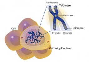 Un COVID plus sévère est associé à un raccourcissement des télomères (Visuel National Human Genome Research Institute/NIH) Un COVID plus sévère est associé à un raccourcissement des télomères (Visuel National Human Genome Research Institute/NIH)