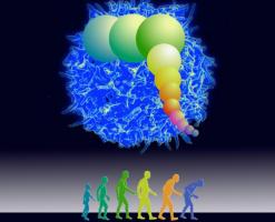 C'est le décryptage d'un processus spécifique en cause dans la mortalité plus élevée des personnes âgées qui développent la maladie COVID (Visuel Michele Kellett and James Anderson/University of Washington) C'est le décryptage d'un processus spécifique en cause dans la mortalité plus élevée des personnes âgées qui développent la maladie COVID (Visuel Michele Kellett and James Anderson/University of Washington)