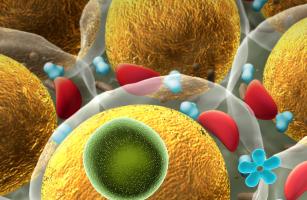 Le tissu adipeux a aussi son "utilité" pour réduire les maux de la vieillesse (Visuel Adobe Stock 71317843) Le tissu adipeux a aussi son "utilité" pour réduire les maux de la vieillesse (Visuel Adobe Stock 71317843)