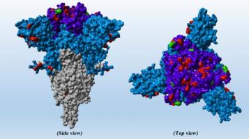 BA.2.12.1, BA.4 et BA.5 sont les nouvelles sous-variantes émergentes d'Omicron et ces souches sont « moins efficacement inhibées par les anticorps » (Visuel Markus Hoffmann)