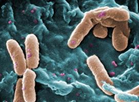 Un message chimique, d’alerte à la communauté, illustre un comportement de P. aeruginosa ‘de groupe » jusque-là inconnu, pour contrer les antibiotiques. Un message chimique, d’alerte à la communauté, illustre un comportement de P. aeruginosa ‘de groupe » jusque-là inconnu, pour contrer les antibiotiques.