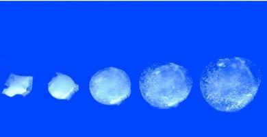 La pilule gonflable comprend un capteur qui surveille en continu la température de l'estomac pendant 30 jours. La pilule gonflable comprend un capteur qui surveille en continu la température de l'estomac pendant 30 jours.