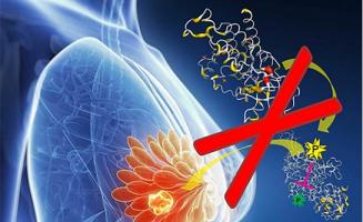 Un traitement combinant un médicament ciblant FGFR4 et un médicament ciblant HER2 réduit efficacement la viabilité des cellules cancéreuses du sein. Un traitement combinant un médicament ciblant FGFR4 et un médicament ciblant HER2 réduit efficacement la viabilité des cellules cancéreuses du sein.