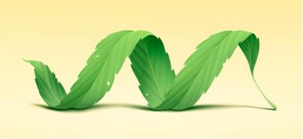 Cette équipe est parvenue à obtenir la structure cristalline du récepteur humain des cannabinoïdes de type 2 (CB2). Cette équipe est parvenue à obtenir la structure cristalline du récepteur humain des cannabinoïdes de type 2 (CB2).