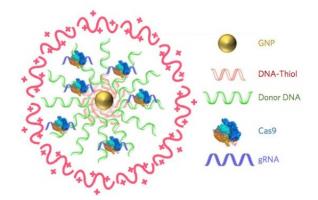 Une nouvelle technologie d'édition de gènes CRISPR-Cas9 à l'intérieur des cellules, via des nanoparticules d'or plutôt qu'un vecteur viral. Une nouvelle technologie d'édition de gènes CRISPR-Cas9 à l'intérieur des cellules, via des nanoparticules d'or plutôt qu'un vecteur viral.