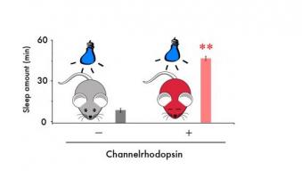 Une zone du cerveau associée à la motivation et au plaisir, le noyau accumbens, peut également contrôler le sommeil. Une zone du cerveau associée à la motivation et au plaisir, le noyau accumbens, peut également contrôler le sommeil.