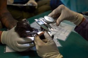 Un réseau mondial de surveillance de la faune sauvage pour détecter les virus émergents avant transmission à l’Homme (Visuel Ishaan Raghunandan) Un réseau mondial de surveillance de la faune sauvage pour détecter les virus émergents avant transmission à l’Homme (Visuel Ishaan Raghunandan)