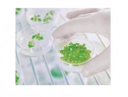 Le ginkgo en combinaison avec l'aspirine semble permettre d’alléger les déficits cognitifs et neurologiques après l’AVC ischémique sans augmenter l'incidence des événements vasculaires. Le ginkgo en combinaison avec l'aspirine semble permettre d’alléger les déficits cognitifs et neurologiques après l’AVC ischémique sans augmenter l'incidence des événements vasculaires.