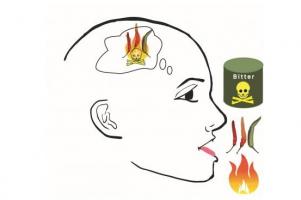 Les signaux de goût et de douleur se rejoignent dans le cerveau et utilisent les mêmes circuits. Les signaux de goût et de douleur se rejoignent dans le cerveau et utilisent les mêmes circuits.