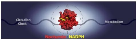 Une enzyme de l'horloge circadienne, Nocturnine interagit avec sa cible, NADPH, pour affecter la régulation de l'énergie et les fonctions métaboliques. Une enzyme de l'horloge circadienne, Nocturnine interagit avec sa cible, NADPH, pour affecter la régulation de l'énergie et les fonctions métaboliques.