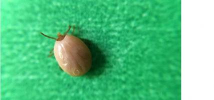 Borrelia burgdorferi est la bactérie transmise par les tiques (cf Ixodes scapularis, une des espèces de tiques pouvant transmettre la maladie) cause la maladie ou borréliose de Lyme Borrelia burgdorferi est la bactérie transmise par les tiques (cf Ixodes scapularis, une des espèces de tiques pouvant transmettre la maladie) cause la maladie ou borréliose de Lyme