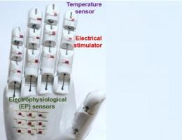 Cette capacité d'étirer l'électronique caoutchouteuse de 50% sans dégrader ses performances constitue une avancée notable (Visuel Houston University) Cette capacité d'étirer l'électronique caoutchouteuse de 50% sans dégrader ses performances constitue une avancée notable (Visuel Houston University)