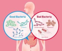 L’équilibre relatif entre les bactéries pathogènes et non pathogènes dans le microbiome intestinal est un prédicteur relativement précis du risque d’hospitalisation. L’équilibre relatif entre les bactéries pathogènes et non pathogènes dans le microbiome intestinal est un prédicteur relativement précis du risque d’hospitalisation.