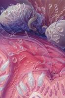 La muqueuse intestinale se révèle un excellent terrain d'étude de renouvellement ou de prolifération cellulaires