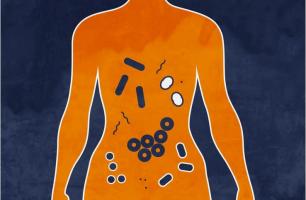 Le rôle clé d’une bactérie intestinale, B. fragilis sur les tissus mammaires, au point d’augmenter le risque de cancer (Visuel Alexandra Angelich UVA) Le rôle clé d’une bactérie intestinale, B. fragilis sur les tissus mammaires, au point d’augmenter le risque de cancer (Visuel Alexandra Angelich UVA)