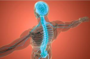 Comment « calmer » la moelle épinière et réguler son rôle d’amplification lorsque le patient souffre de spasmes musculaires involontaires ? (Visuel Public Domain) Comment « calmer » la moelle épinière et réguler son rôle d’amplification lorsque le patient souffre de spasmes musculaires involontaires ? (Visuel Public Domain)