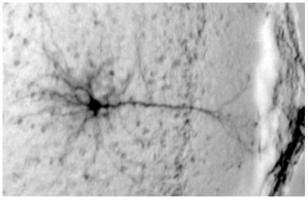 Un excès momentané d’alcool, qui mène à l’ivresse, peut altérer la mémoire de travail Un excès momentané d’alcool, qui mène à l’ivresse, peut altérer la mémoire de travail