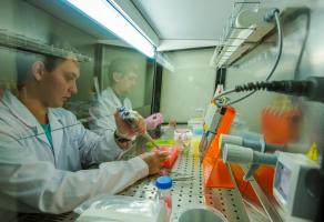 Une matrice conçue pour une meilleure récupération du cerveau (FEFU Press Office) Une matrice conçue pour une meilleure récupération du cerveau (FEFU Press Office)