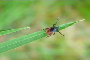 La tique « du mouton » (Ixodes ricinus) répandue dans toute l'Europe, peut provoquer à la fois la maladie de Lyme et « l’encéphalite à tiques » (Visuel Laboratory of Molecular Immunology at The Rockefeller University). La tique « du mouton » (Ixodes ricinus) répandue dans toute l'Europe, peut provoquer à la fois la maladie de Lyme et « l’encéphalite à tiques » (Visuel Laboratory of Molecular Immunology at The Rockefeller University).