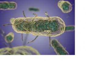 En cas d’attaque bactérienne (ici par la bactérie Yersinia pseudotuberculosis), les cellules infectées meurent pour que d'autres puissent vivre. En cas d’attaque bactérienne (ici par la bactérie Yersinia pseudotuberculosis), les cellules infectées meurent pour que d'autres puissent vivre.
