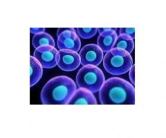 Le secret de la longévité réside-t-il dans le turnover de nos protéines ?