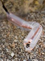 Un nouveau robot à la fois « doux » ou « mou » et dont le déplacement se fait par déformation ou extension Un nouveau robot à la fois « doux » ou « mou » et dont le déplacement se fait par déformation ou extension