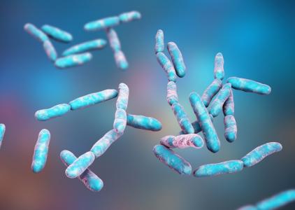 Cette recherche décrypte les voies de transmission de cette bactérie encore négligée, Escherichia albertii, de l’animal à l’homme (Visuel Adobe Stock 1541687513)