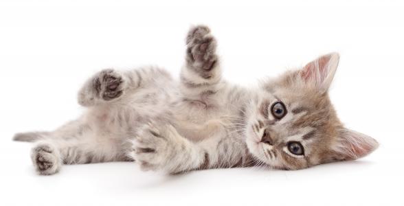 Une nouvelle molécule améliore la tolérance immunitaire aux principaux allergènes du chat (Adobe Stock 276958878)