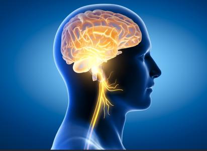 L'étude démontre que rétablir une bonne connexion entre le cœur et le nerf vague droit permet même de prévenir le vieillissement cardiaque (Visuel Adobe Stock 415847781)