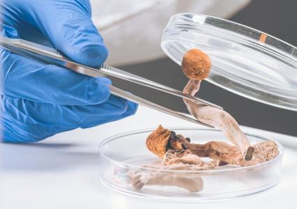 Cette étude révèle les effet positifs d’1 dose unique de psychédélique sur la flexibilité cérébrale (Visuel Adobe Stock 429057045)