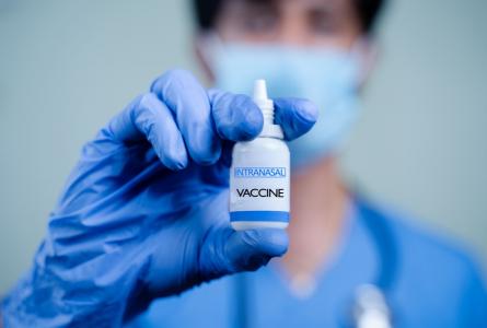 Un nouveau vaccin nasal pourrait contribuer à freiner la propagation de la coqueluche (Visuel Adobe Stock 439990480)