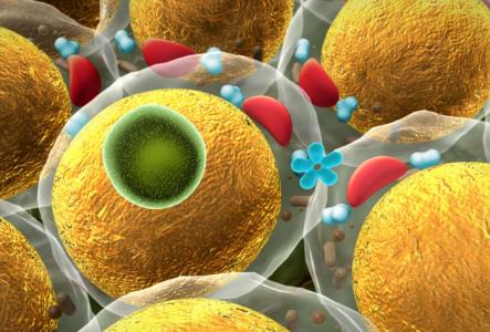 C’est une régénération osseuse réussie grâce à des cellules souches dérivées du tissu adipeux (Visuel Adobe Stock 71317843)