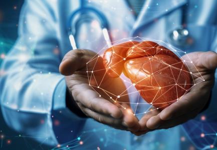 Cette étude révèle le rôle clé de cellules hépatiques "étoilées" ou stellaires, déjà connues comme impliquées dans le développement de la fibrose hépatique dans la protection et le maintien de l'organisation et du fonctionnement du foie (Visuel Adobe Stock 794933378)