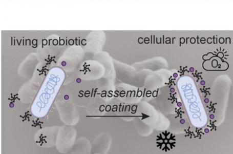 Si par biothérapie, on entend des molécules thérapeutiques issues du vivant, cette équipe fait un pas de plus, un pas vers la « biothérapie vivante » (Visuel Journal of the American Chemical Society)