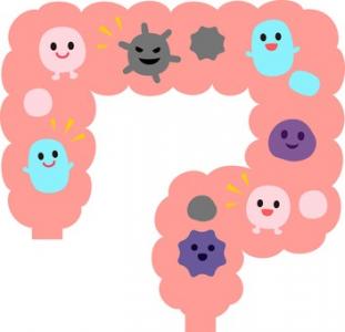 Chez les personnes en très bonne santé, le microbiote intestinal diffère peu entre les âges de 30 à 100 ans