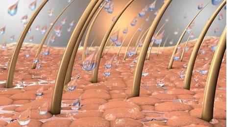 Un régime alimentaire trop riche pourrait favoriser les lésions cutanées et la perte des cheveux