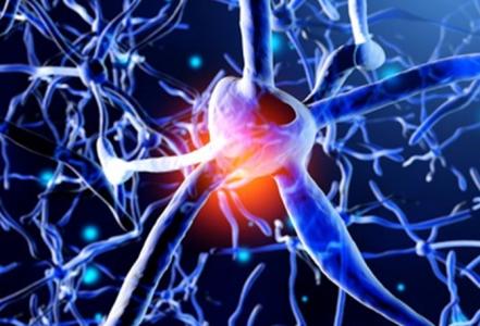 Ces travaux permettent de mieux comprendre comment les réseaux de cellules cérébrales stabilisent la formation de la mémoire (Visuel Fotolia 178695366)