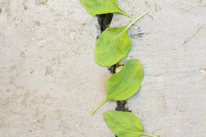 S’il n’est pas encore possible d’inverser l’ensemble du processus de vieillissement, il apparaît ici envisageable d’inverser l'âge épigénétique en adhérant à un régime et à un mode de vie appropriés (Visuel Fotolia)