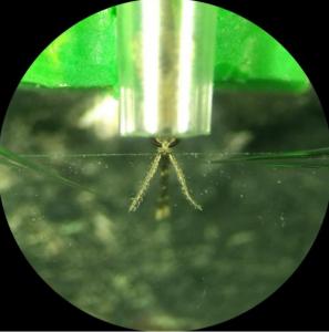 Le répulsif semble en effet non pas repousser les neurones olfactifs des moustiques Anopheles mais plutôt empêcher les moustiques de détecter l’odeur de la peau humaine