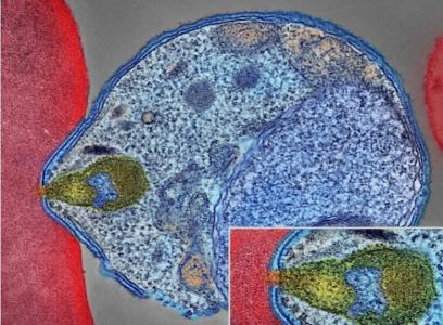 Le moustique injecte les parasites sous forme de sporozoïtes dans la peau et la circulation sanguine (Visuel montrant un parasite du paludisme se fixant à un globule rouge humain) (Visuel NIAID)