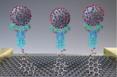 Lorsqu’une protéine de pointe du virus ou un virus SARS-CoV-2 se trouve à proximité du capteur, la liaison à l'anticorps (en forme de Y sur le visuel), cela induit une modification du courant électrique.