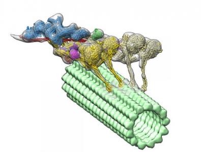 Ils obtiennent la première visualisation en 3D du complexe dynéine-dynactine qui délivre sa cargaison de molécules, aux cellules