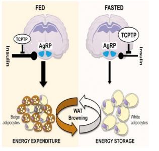 Graisse blanche ou graisse brune, TCPTP fait la différence